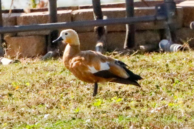 Ruddy Shelduck - ML643146957