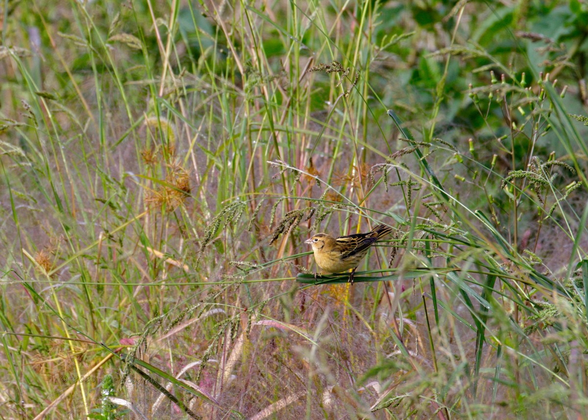 ボボリンク - ML643146983