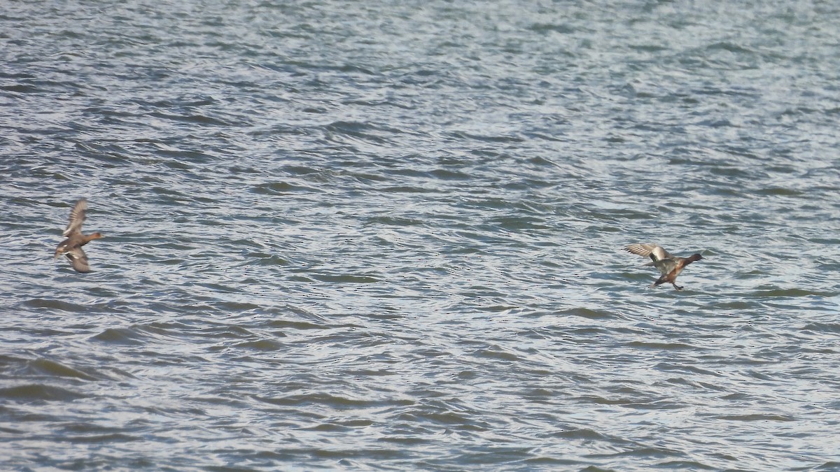 Eurasian Wigeon - ML643147004