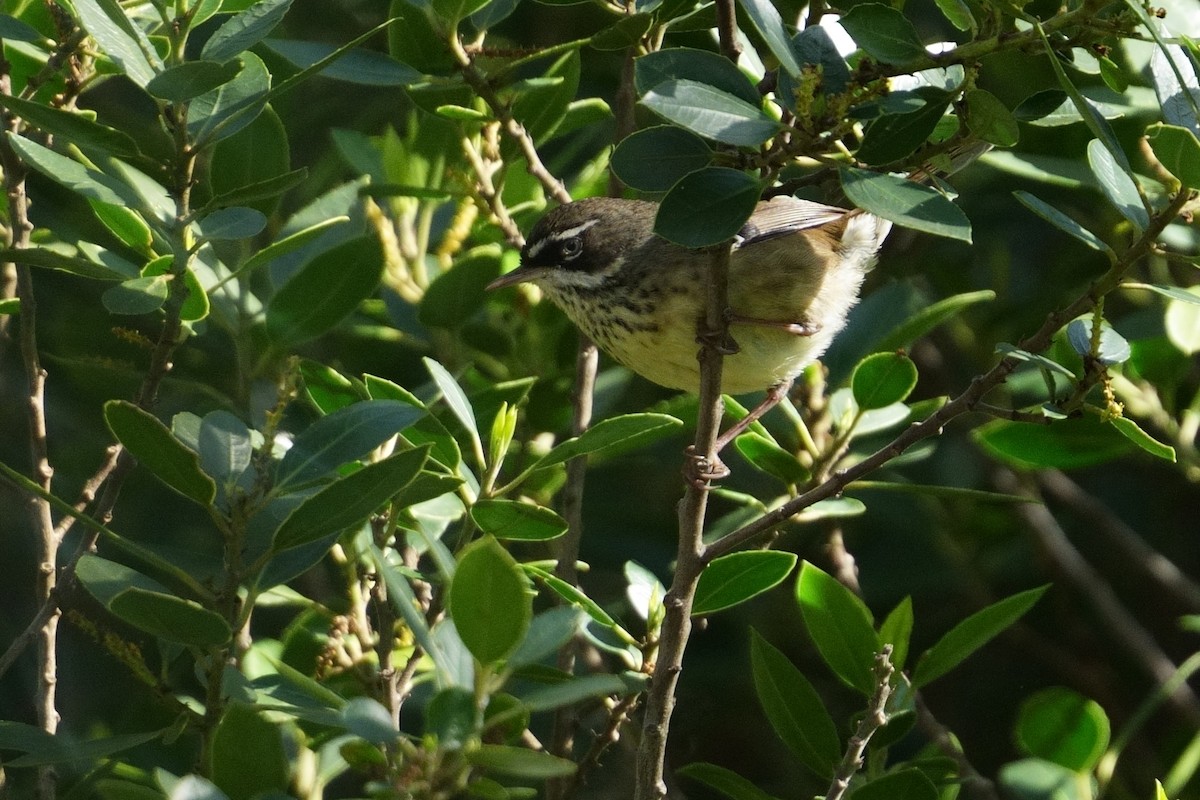 Spotted Scrubwren - ML643147021