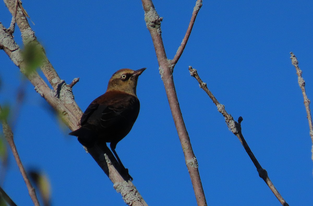 Rusty Blackbird - ML643147037