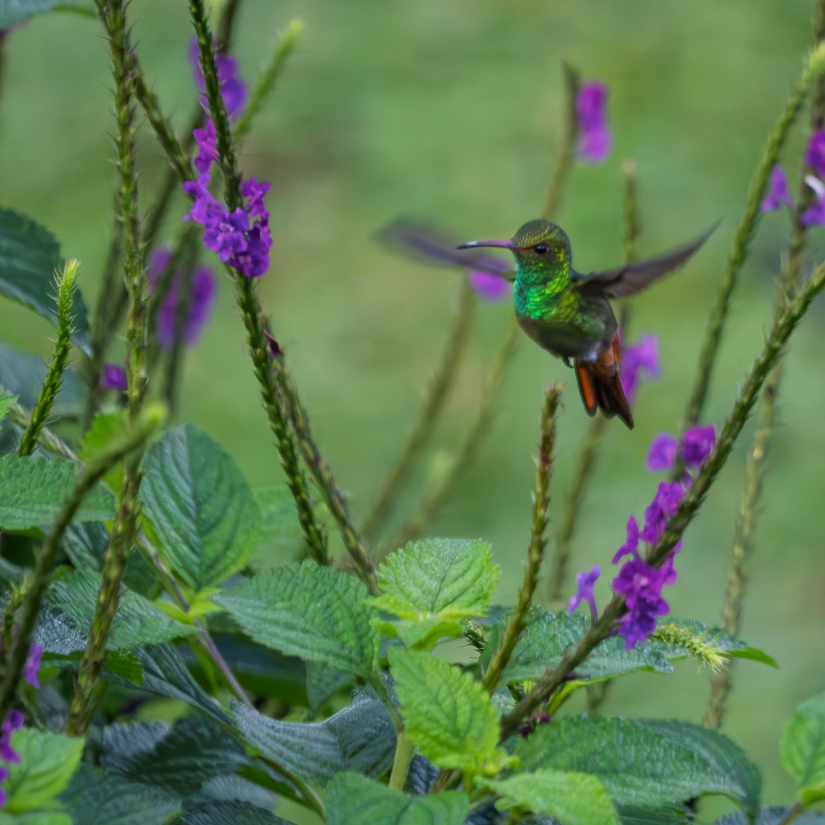 Rufous-tailed Hummingbird - ML643147060