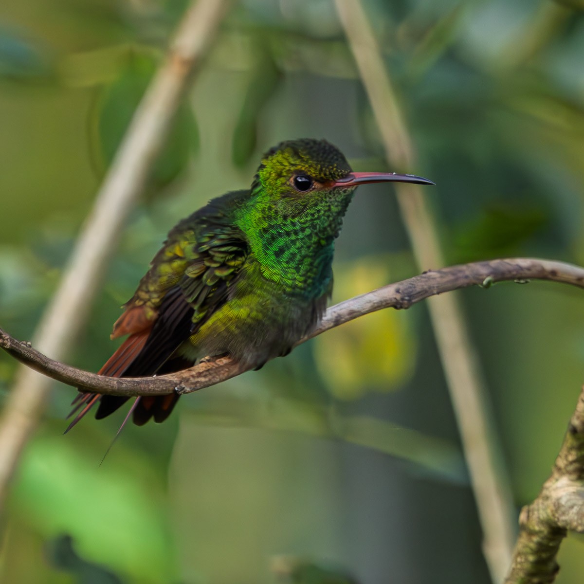 Rufous-tailed Hummingbird - ML643147061