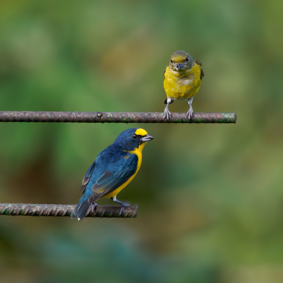 Yellow-throated Euphonia - ML643147091