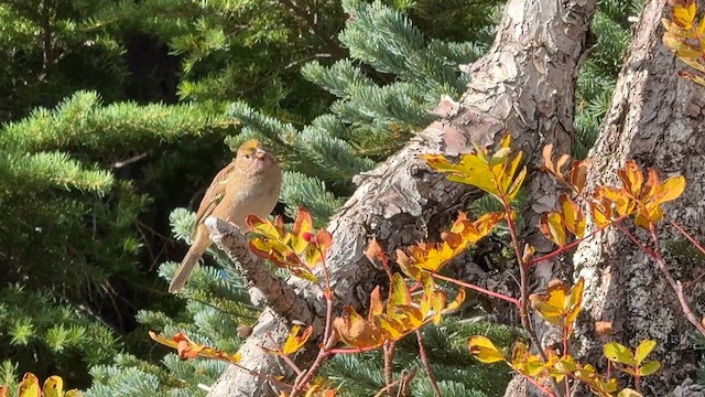 Golden-crowned Sparrow - ML643147103