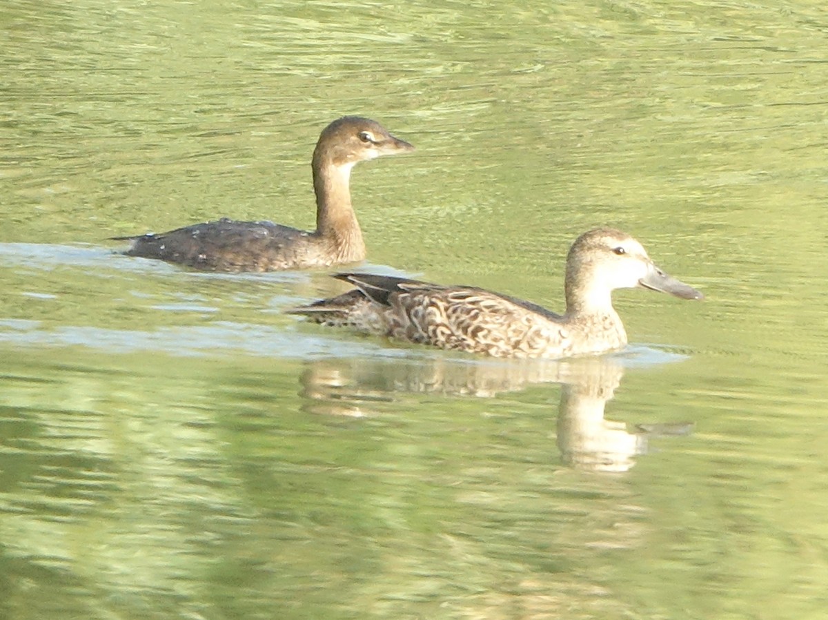 Pied-billed Grebe - ML643147104