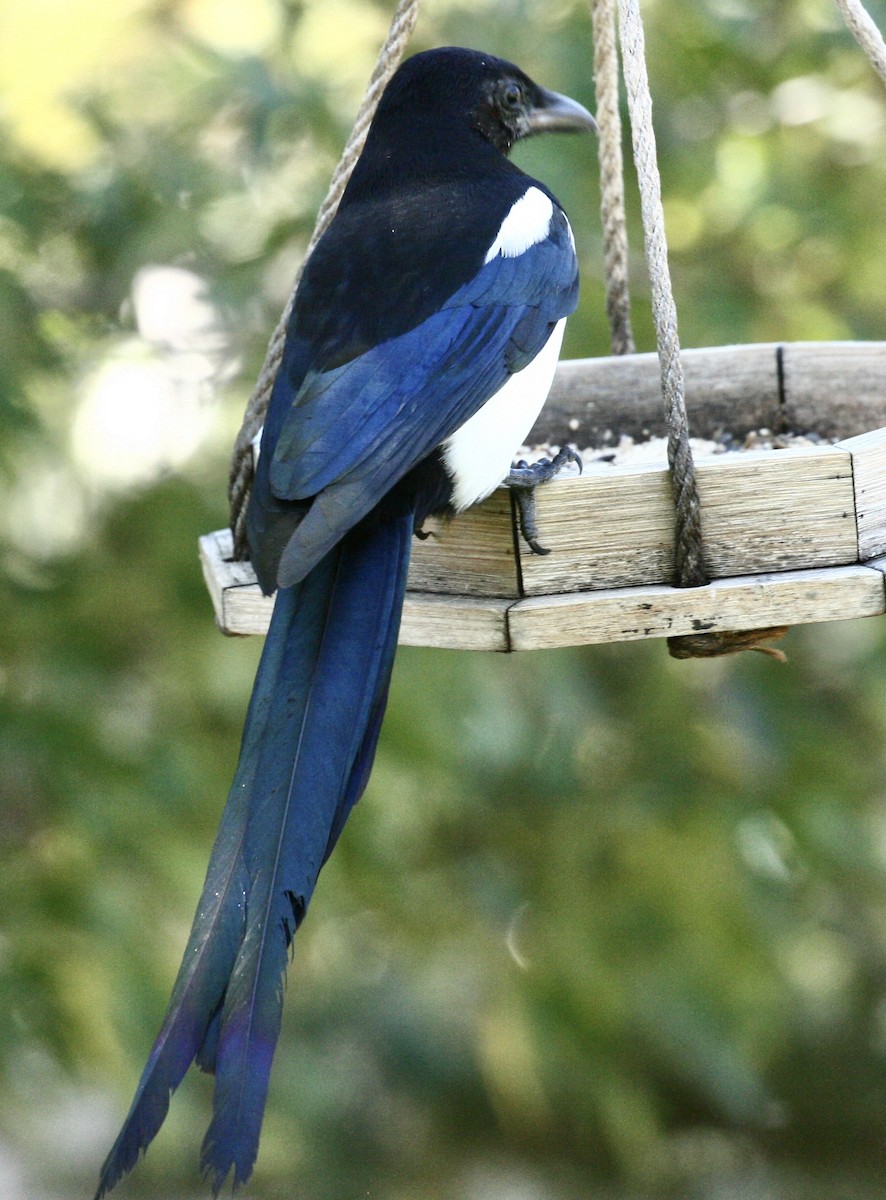 Black-billed Magpie - ML643147113
