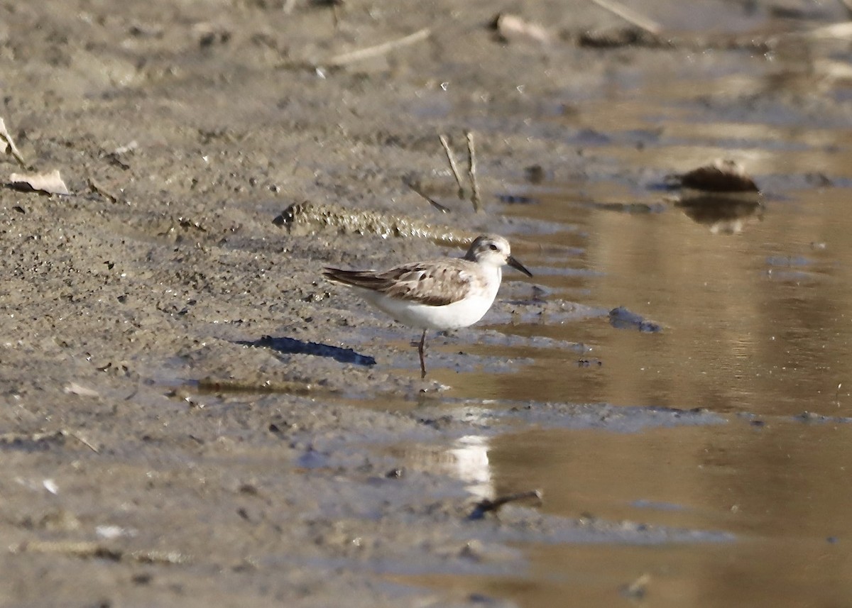 Semipalmated Sandpiper - ML643147116