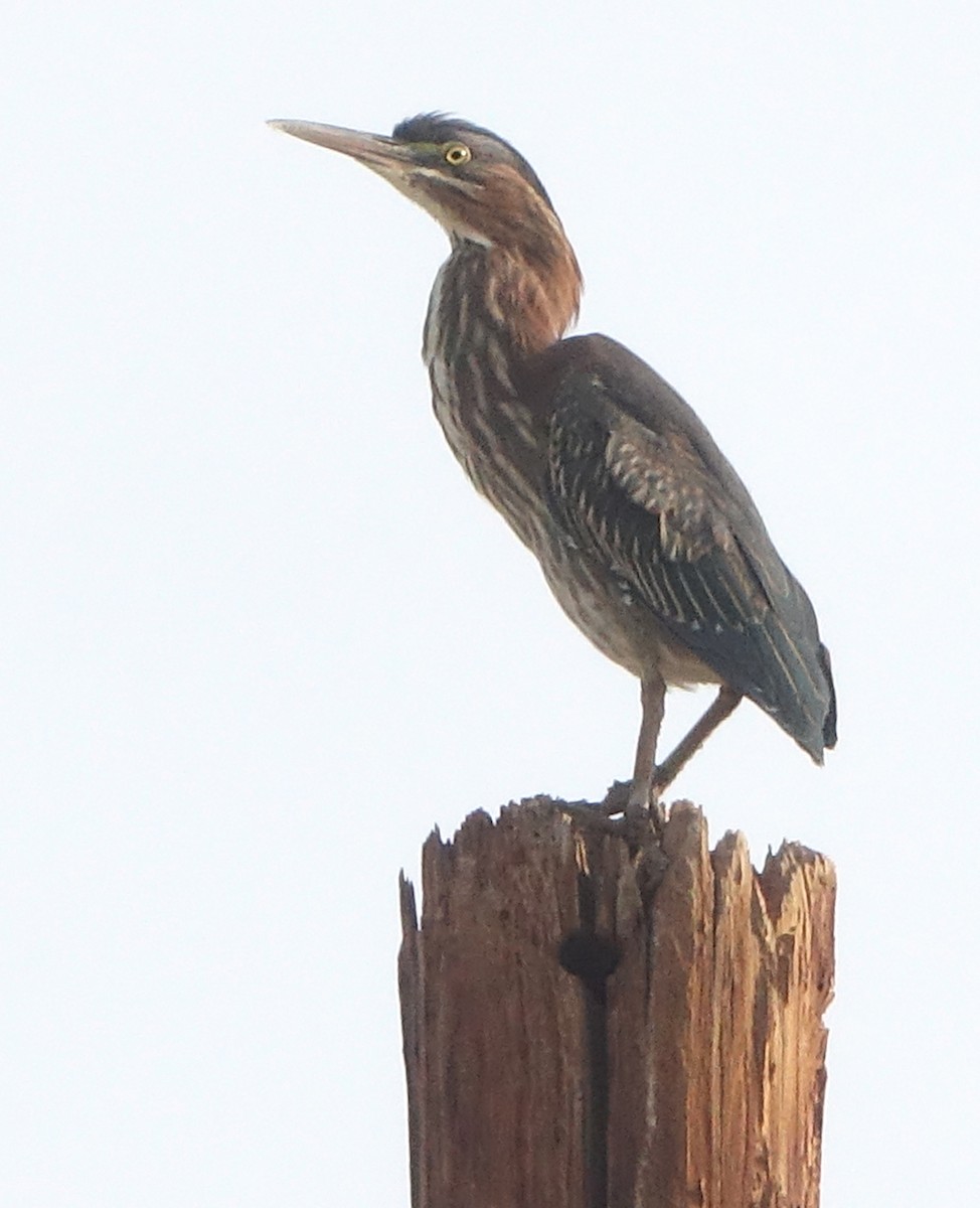 Green Heron - ML643147117