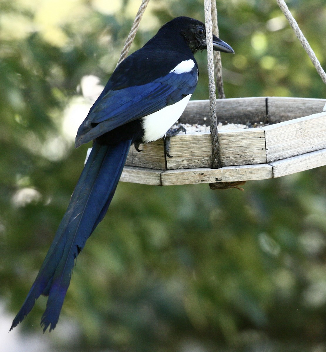 Black-billed Magpie - ML643147118