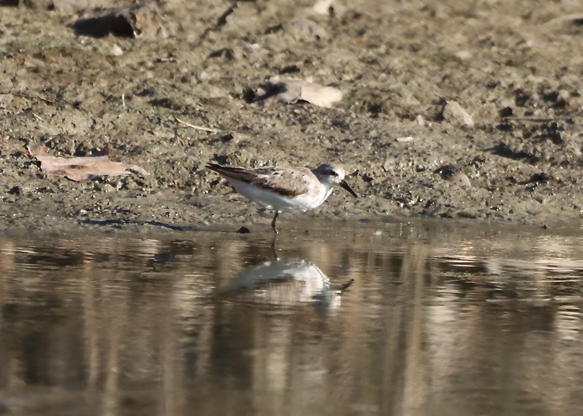 Semipalmated Sandpiper - ML643147119