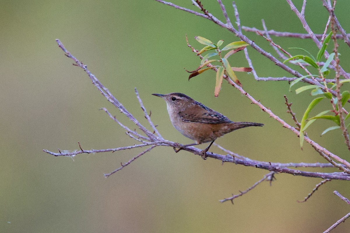 Marsh Wren - ML643147121