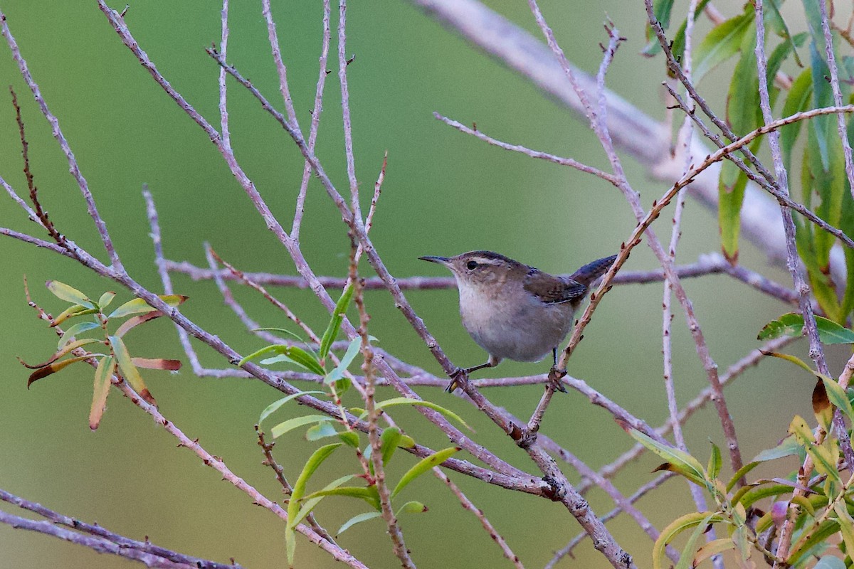 Marsh Wren - ML643147122