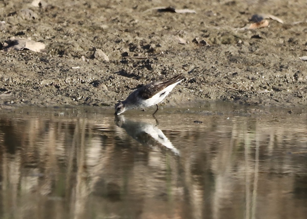 Semipalmated Sandpiper - ML643147123