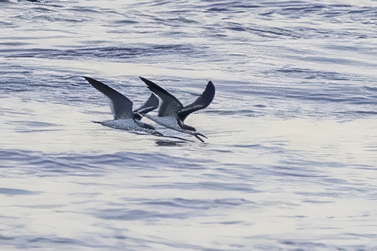 Black Skimmer - ML643147124