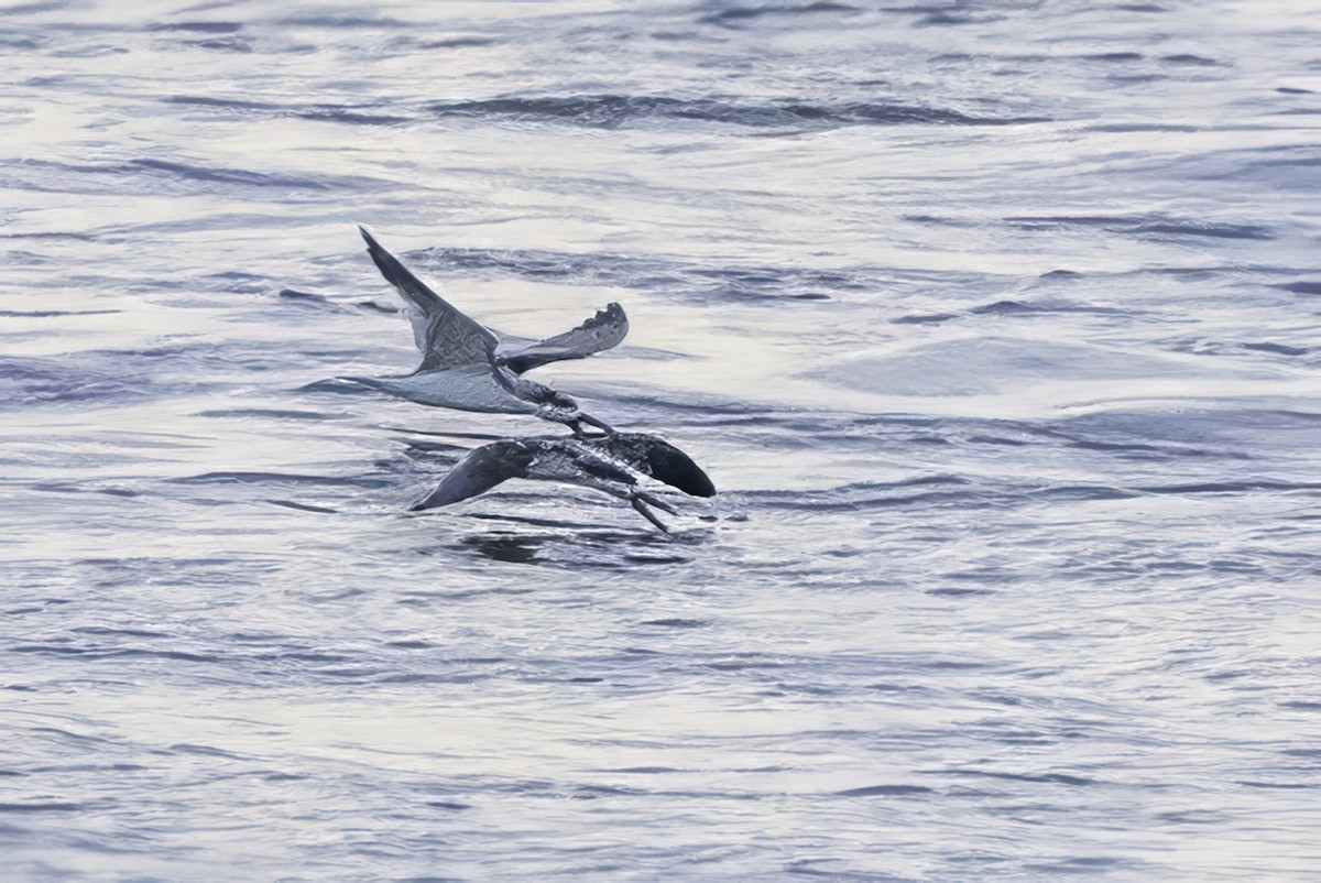 Black Skimmer - ML643147125