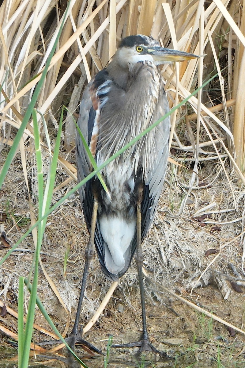Great Blue Heron - ML643147126