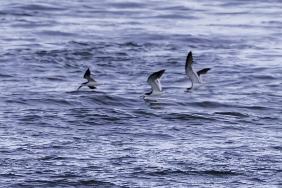 Black Skimmer - ML643147127