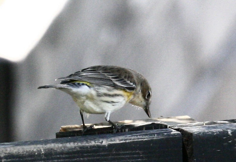 Yellow-rumped Warbler - ML643147130