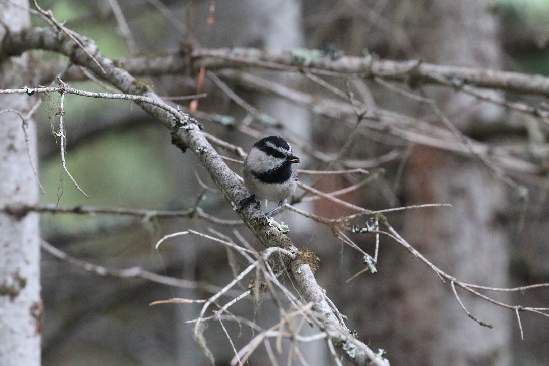 Mountain Chickadee - ML643147131