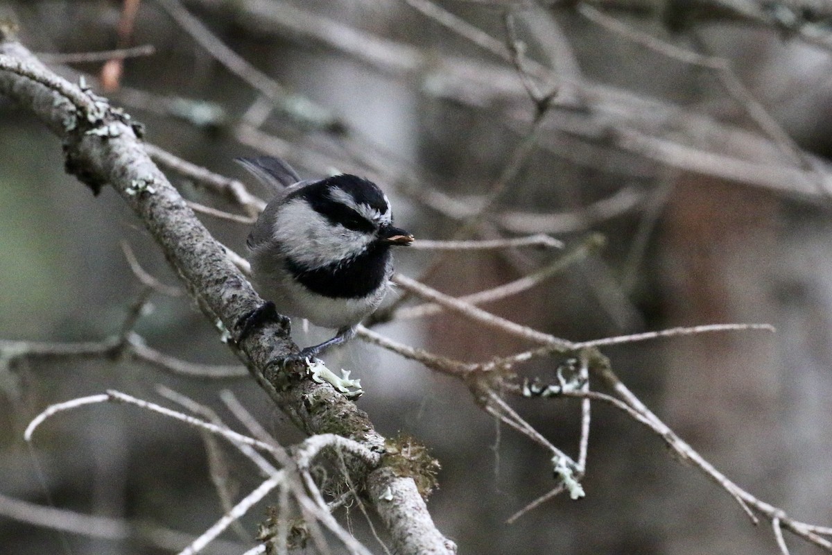 Mountain Chickadee - ML643147132