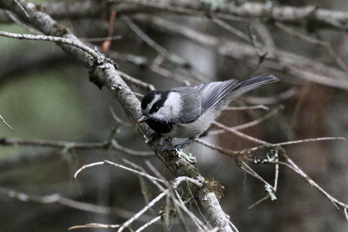 Mountain Chickadee - ML643147133
