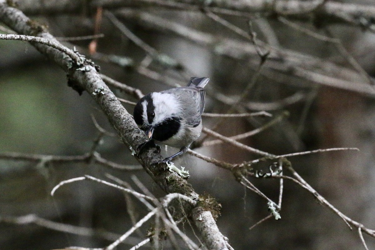 Mountain Chickadee - ML643147135