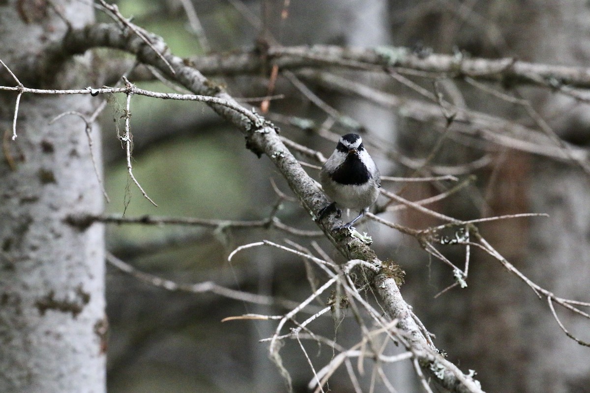 Mountain Chickadee - ML643147136