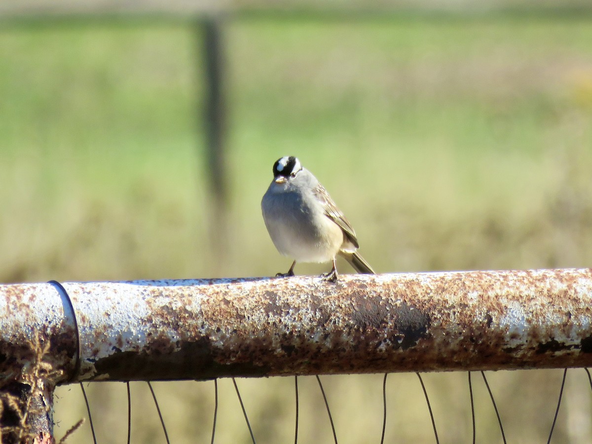 White-crowned Sparrow - ML643147145