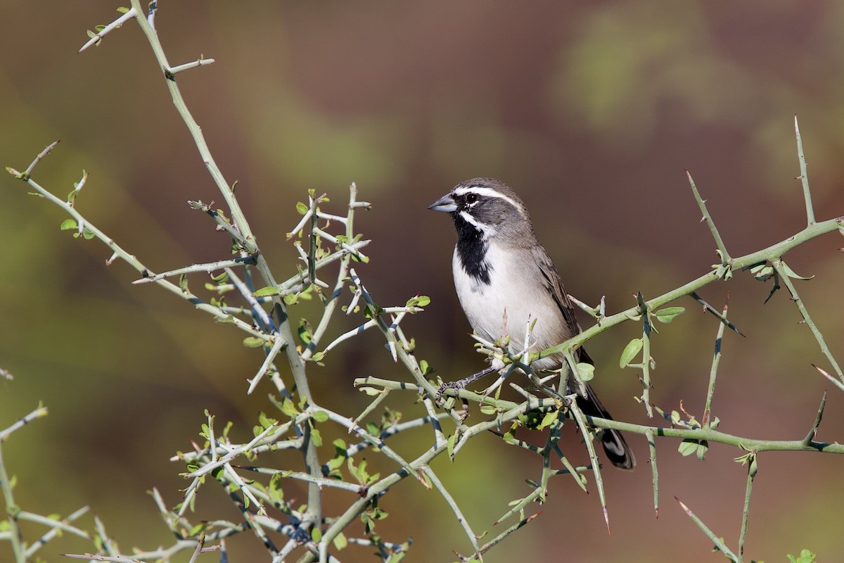 Black-throated Sparrow - ML643147148