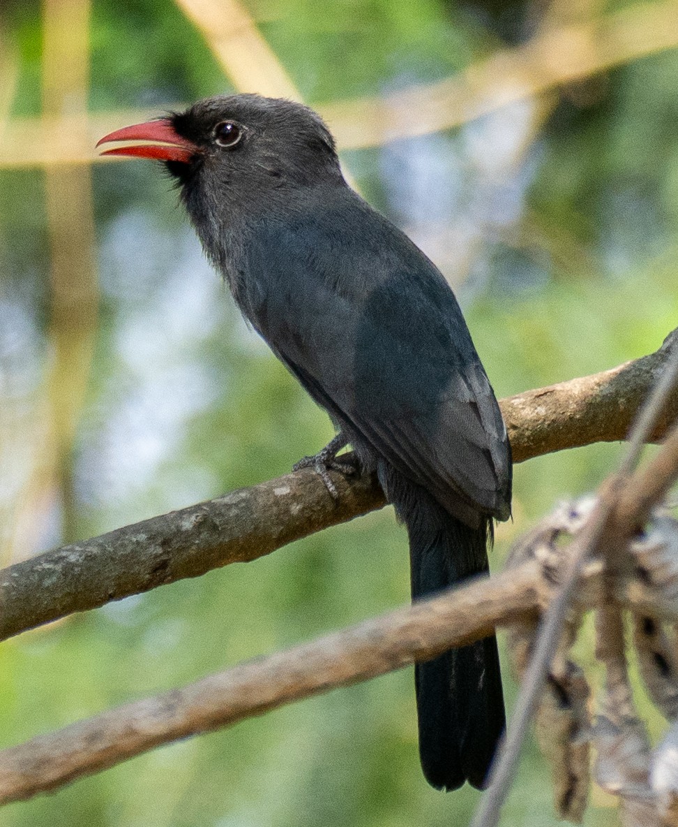 Black-fronted Nunbird - ML643147156