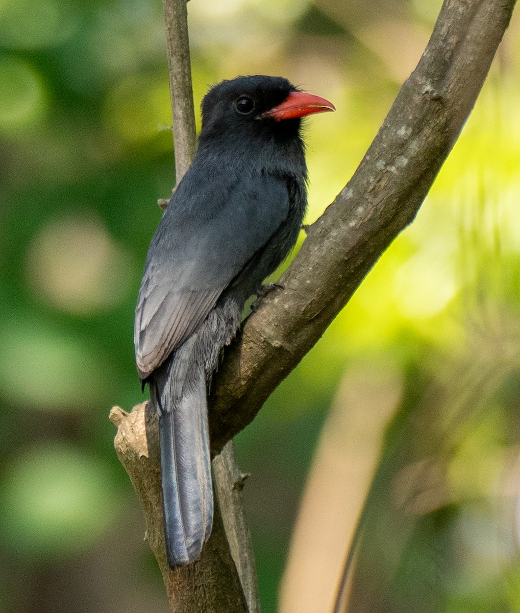 Black-fronted Nunbird - ML643147157