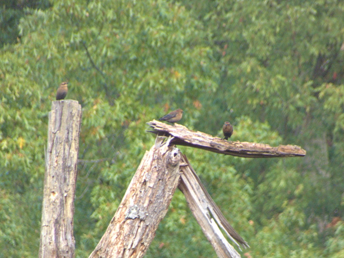 Rusty Blackbird - ML643147161