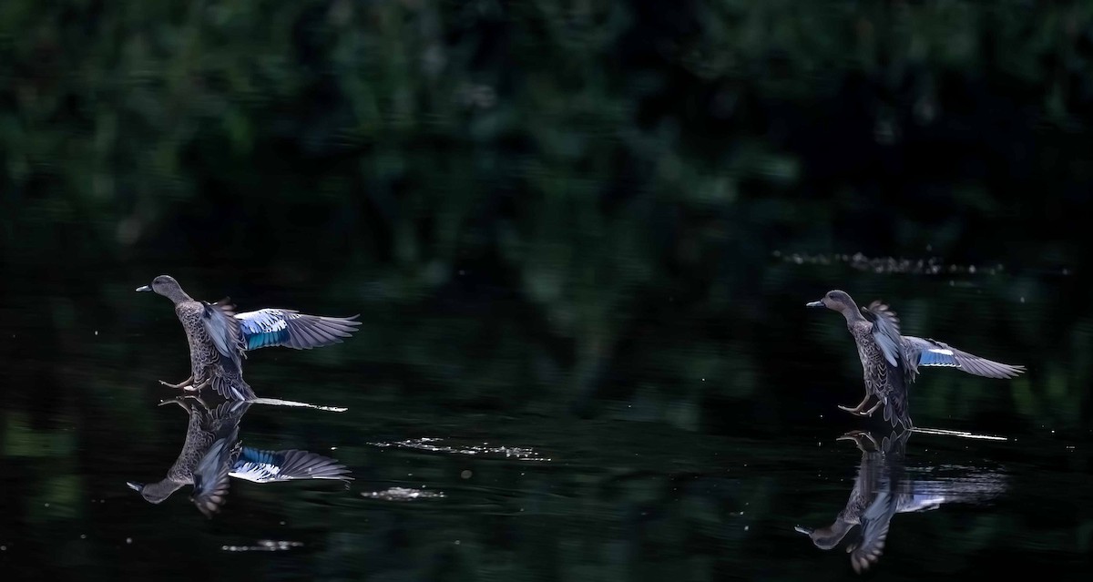 Blue-winged x Green-winged Teal (hybrid) - ML643147208