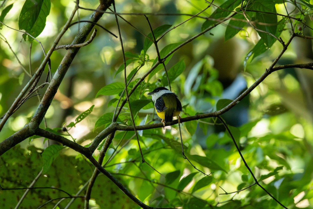 White-collared Manakin - ML643147211