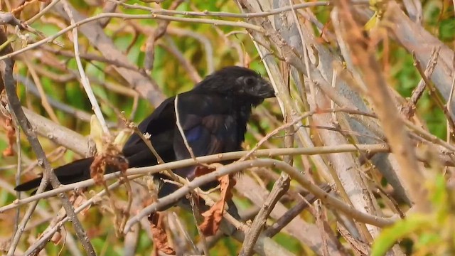 Groove-billed Ani - ML643147213