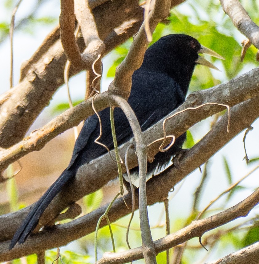 Solitary Black Cacique - ML643147218