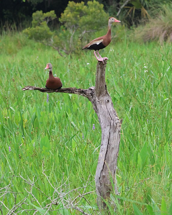 Black-bellied Whistling-Duck - ML643147238