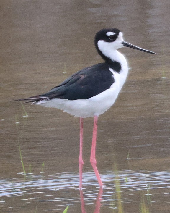 Black-necked Stilt - ML643147251