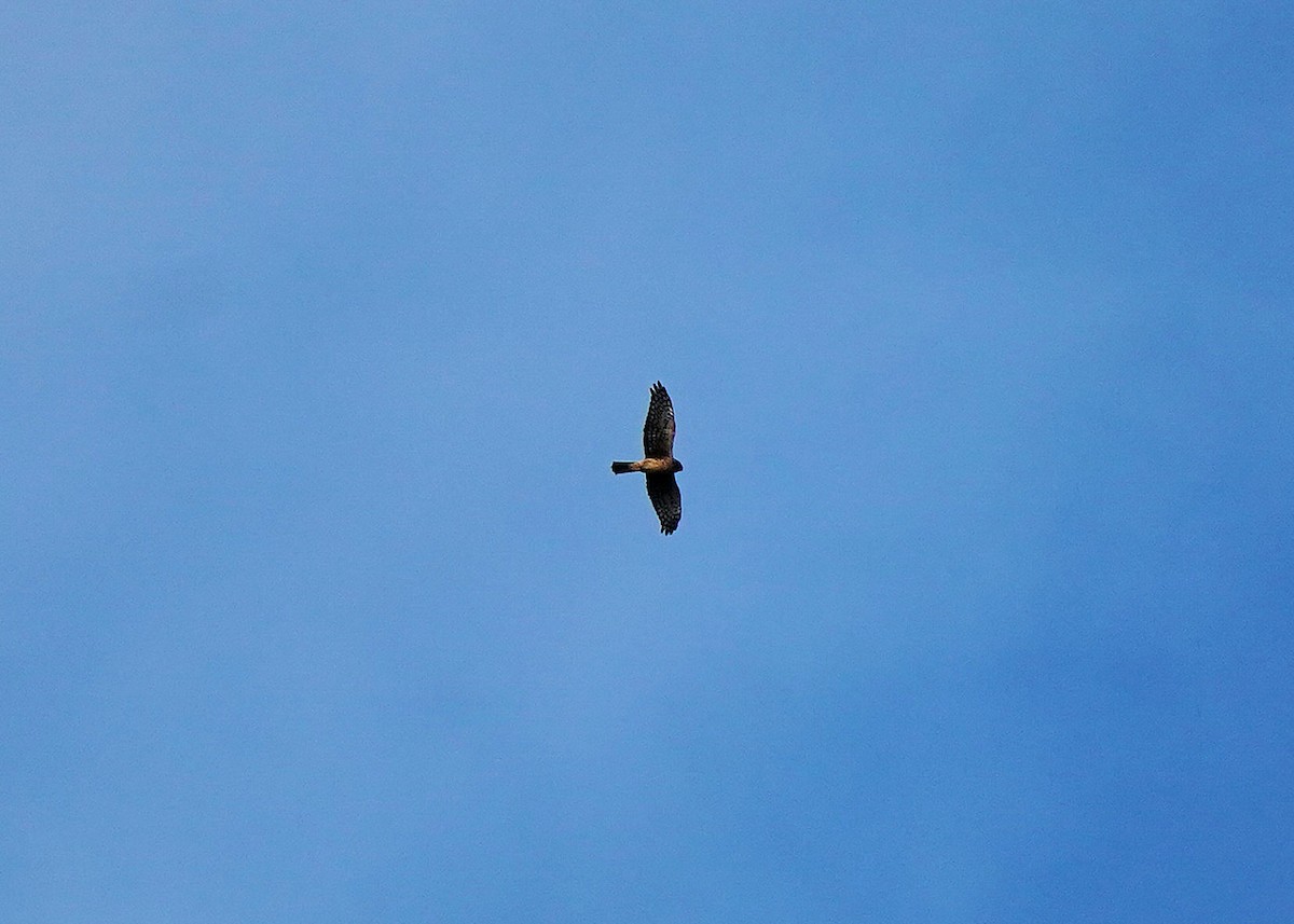 Northern Harrier - ML643147261