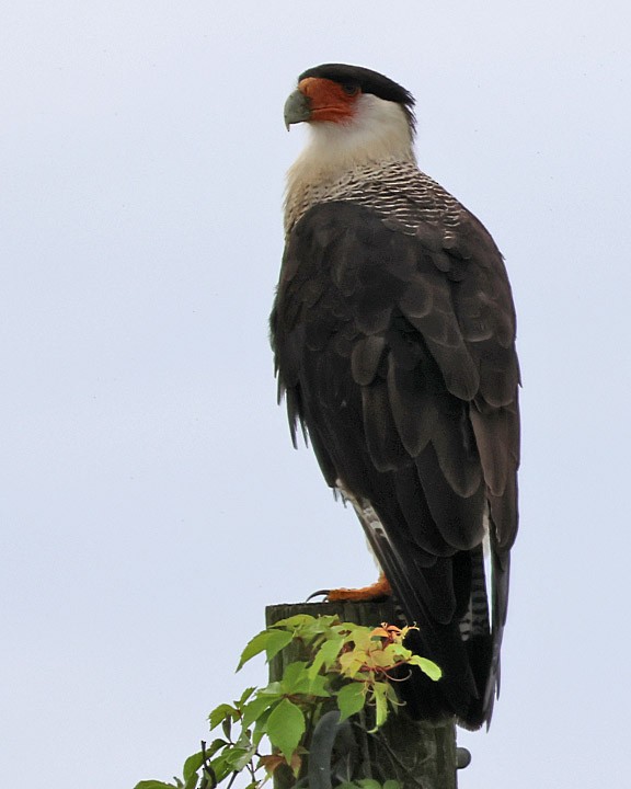 Crested Caracara - ML643147271