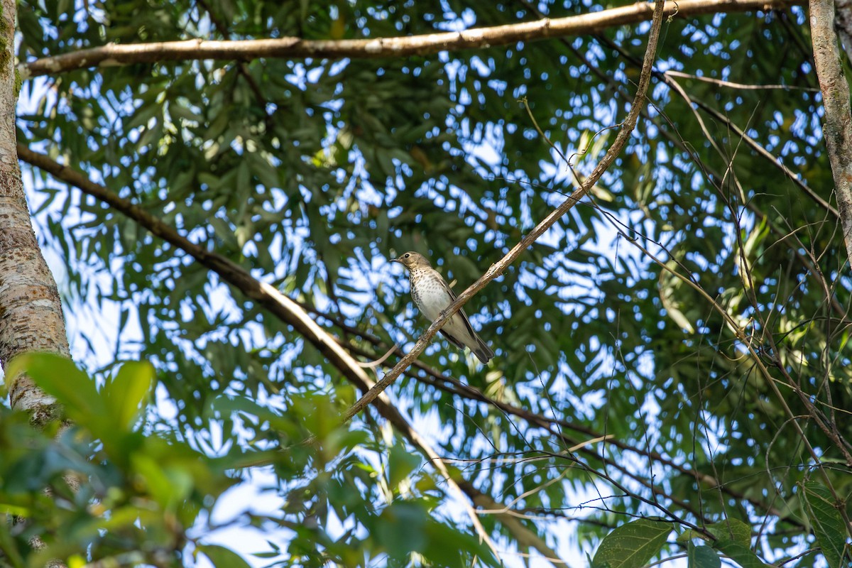 Swainson's Thrush - ML643147272