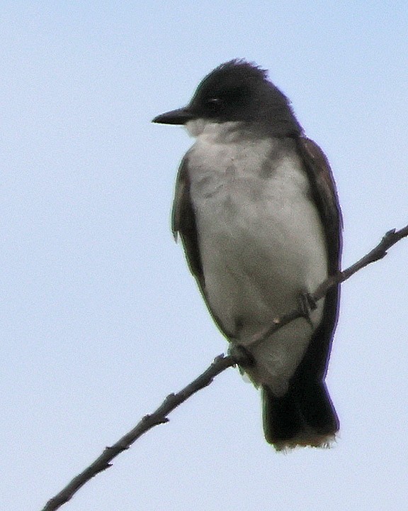 Eastern Kingbird - ML643147300