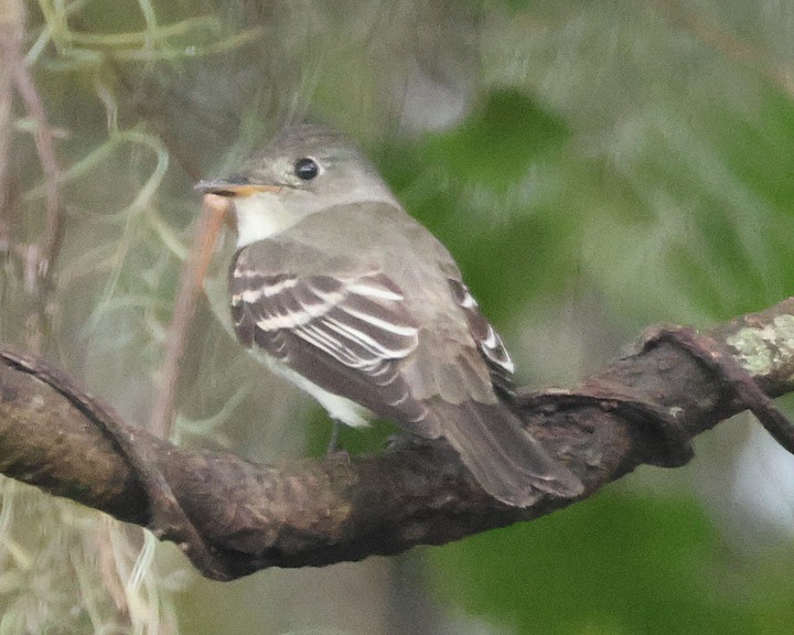 Eastern Wood-Pewee - ML643147323