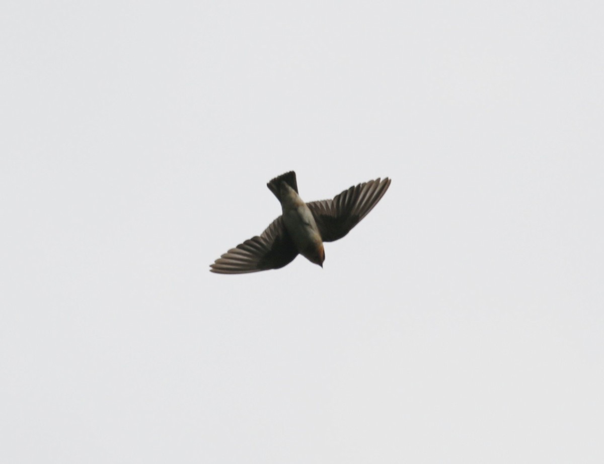 Hirondelle à front brun - ML643147325