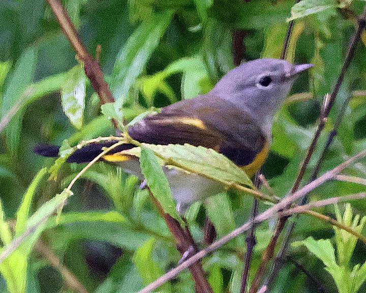 American Redstart - ML643147349