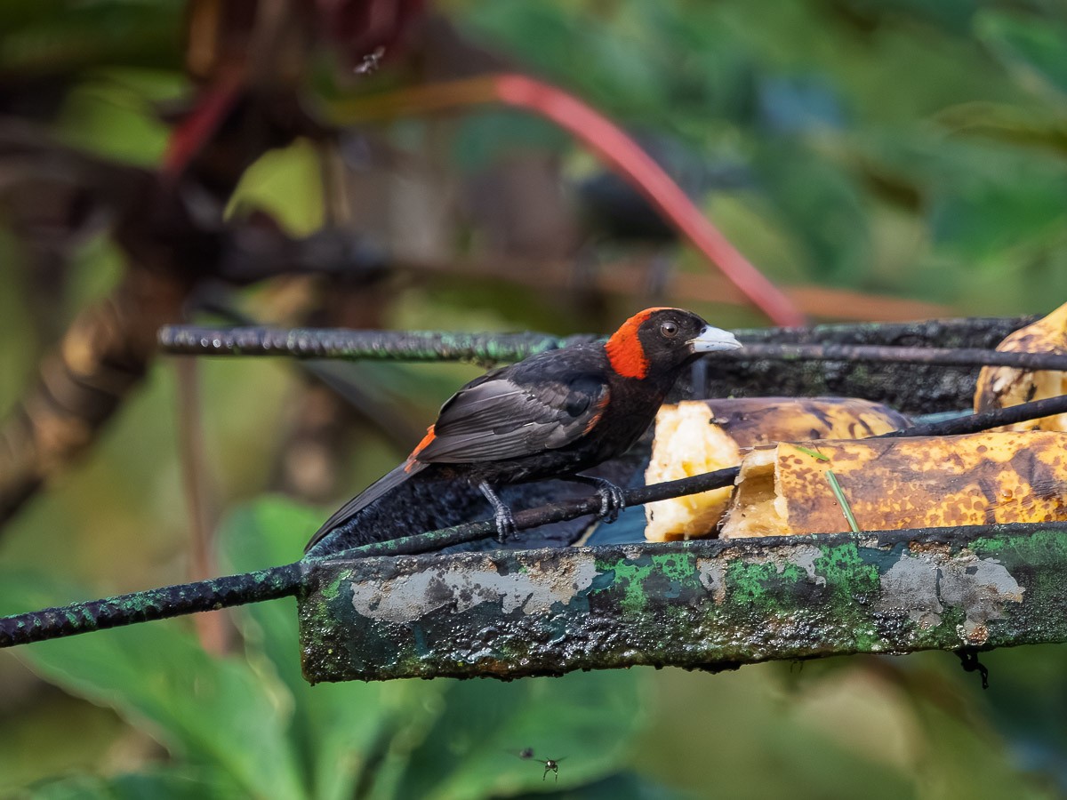 Crimson-collared Tanager - ML643147351
