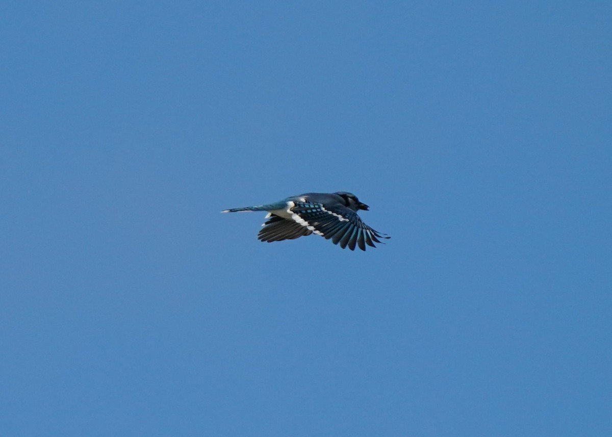 Blue Jay - ML643147357
