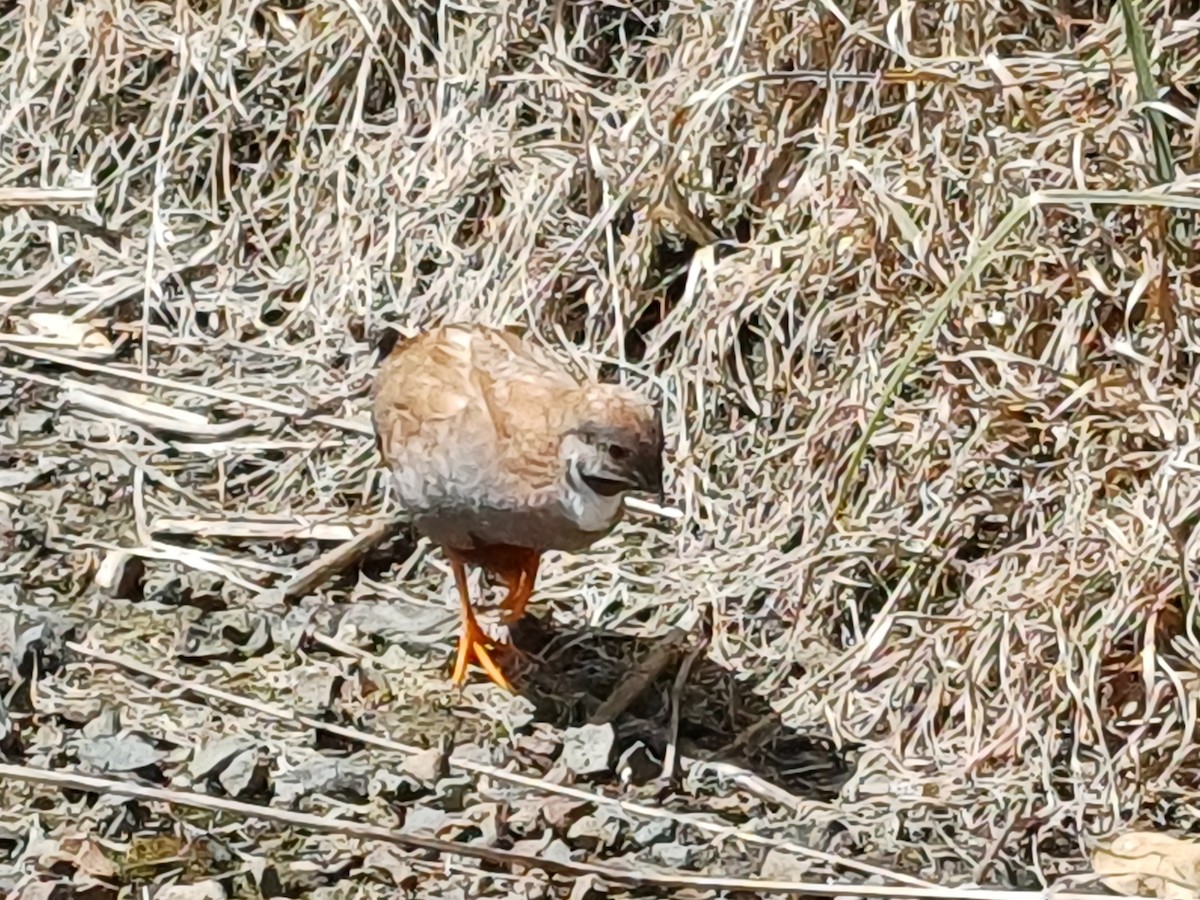 Blue-breasted Quail (Domestic type) - ML643147359