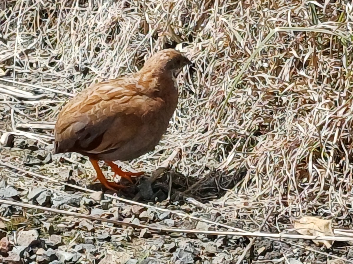 Blue-breasted Quail (Domestic type) - ML643147360